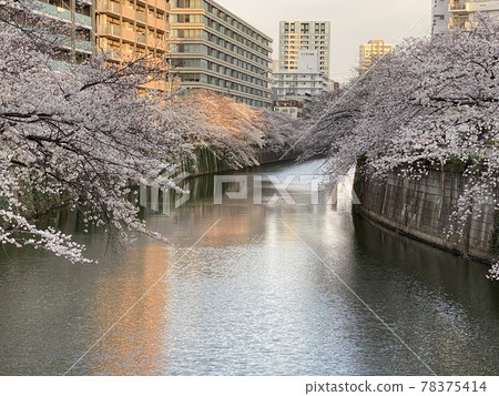 (Tokyo) Cherry blossoms in full bloom along the Meguro River 78375414