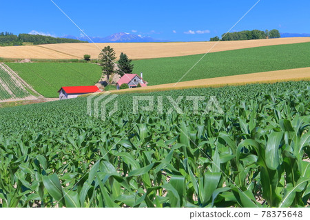 [北海道] 天空下紅屋頂的山丘（美瑛） 78375648