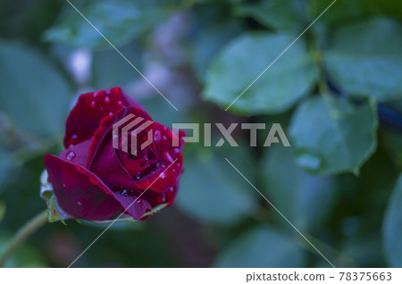 紅玫瑰“黑珍珠” 紅玫瑰“黑珍珠” 78375663