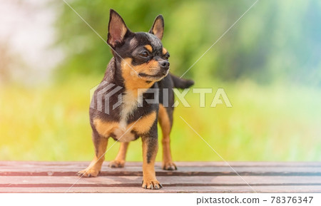 Purebred Chihuahua dog black and tan color on a background of green foliage. Photo with soft focus. 78376347