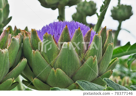 Blue flowers of artichoke Blue flowers of artichoke 78377146