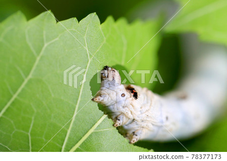 Silk moth larvae eating mulberry leaves 78377173