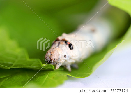 蠶蛾幼蟲吃桑葉 78377174