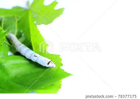 蠶蛾幼蟲吃桑葉 78377175