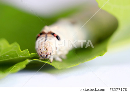 蠶蛾幼蟲吃桑葉 78377178