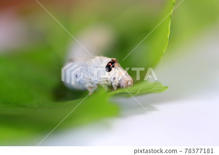 Silk moth larvae eating mulberry leaves Silk moth larvae eating mulberry leaves 78377181