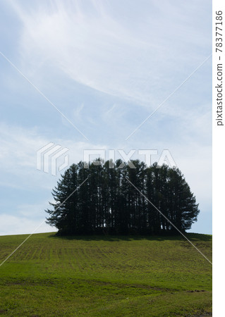 小山的綠色落葉松屬森林 78377186