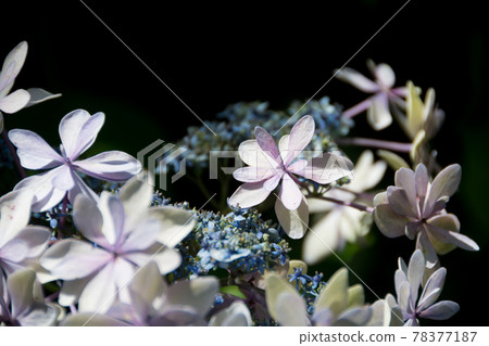 在黑色背景上的發光繡球花 78377187