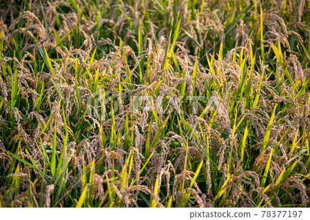 Golden rice fields before cutting Golden rice fields before cutting 78377197