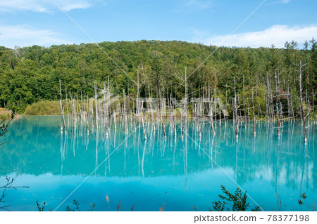 Green forest and blue pond Biei Town Green forest and blue pond Biei Town 78377198