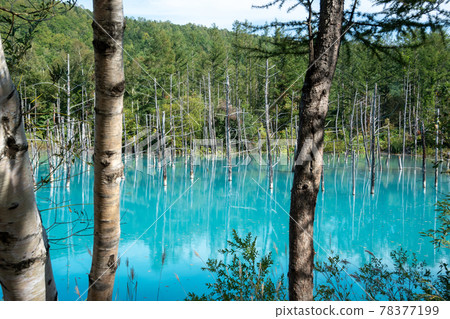 Green forest and blue pond Biei Town Green forest and blue pond Biei Town 78377199