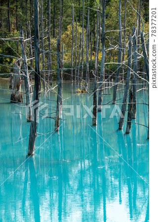 Summer blue pond reflecting old trees 78377201