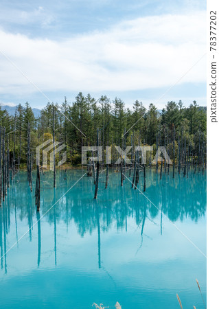 A quiet summer lake, blue pond A quiet summer lake, blue pond 78377202