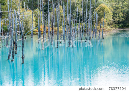 Summer blue pond reflecting old trees Summer blue pond reflecting old trees 78377204