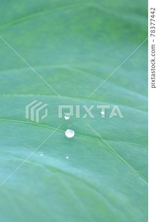 Lotus leaf and polka dots 78377442