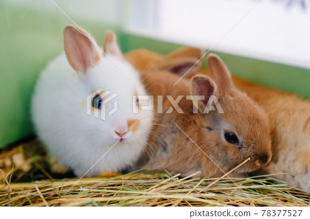 little rabbits in cage on straw. selling pets in a pet store.  78377527