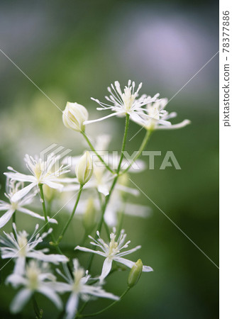 鐵線蓮花朵盛開在立莖 1 鐵線蓮花朵盛開在立莖 1 78377886