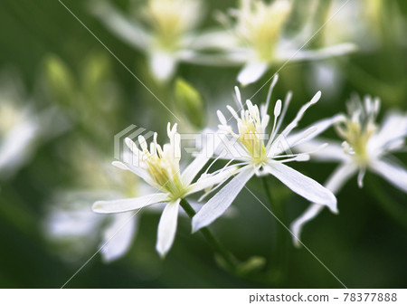 低處盛開的鐵線蓮花1 78377888