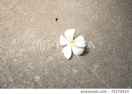 Leaves on concrete background, stone, uneven, surface background image Leaves on concrete background, stone, uneven, surface background image 78378924