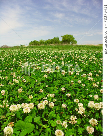 初夏白三葉花盛開的江戶川河床風光 照片素材 圖片 圖庫