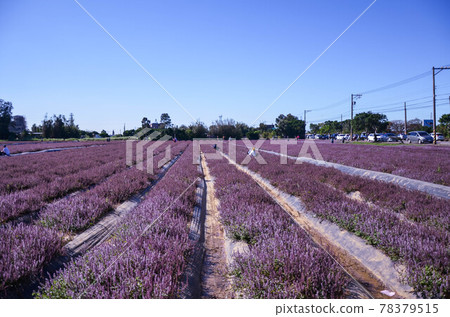 楊梅, 花季, 花花, 桃園 楊梅, 花季, 花花, 桃園 78379515