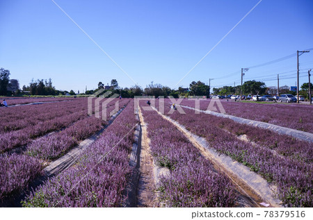 楊梅, 花季, 花花, 桃園 78379516
