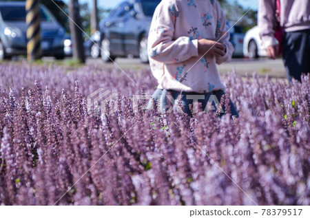 楊梅, 花季, 花花, 桃園 78379517