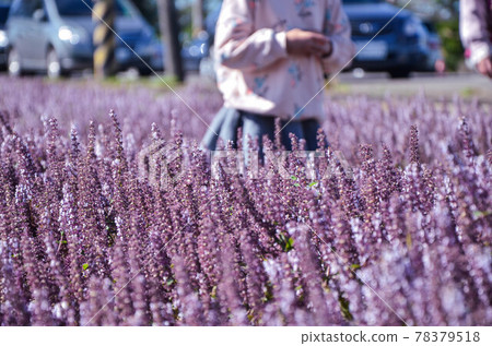 楊梅, 花季, 花花, 桃園 78379518