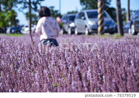 楊梅, 花季, 花花, 桃園 78379519