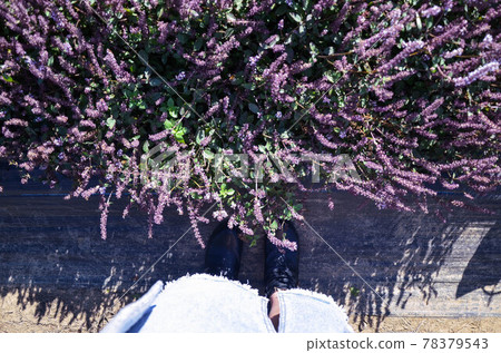 楊梅, 花季, 花花, 桃園 78379543