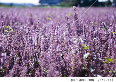 楊梅, 花季, 花花, 桃園 78379551