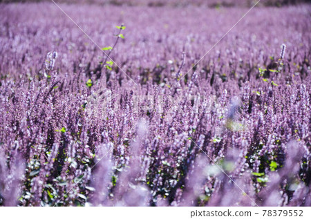 楊梅, 花季, 花花, 桃園 78379552