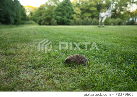 Close up of Hedgehog on green grass. Close up of Hedgehog on green grass. 78379605
