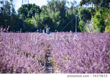 楊梅, 花季, 花花, 桃園 78379619