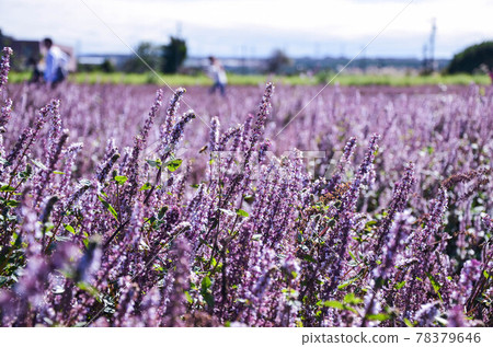 楊梅, 花季, 花花, 桃園 78379646
