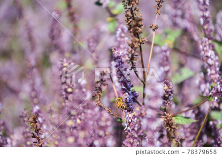 楊梅, 花季, 花花, 桃園 78379658