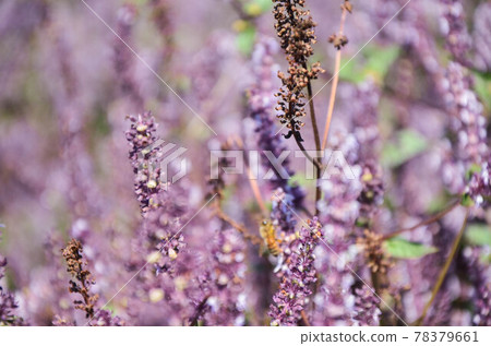 楊梅, 花季, 花花, 桃園 楊梅, 花季, 花花, 桃園 78379661