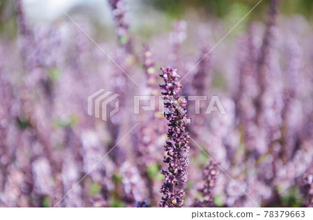 楊梅, 花季, 花花, 桃園 楊梅, 花季, 花花, 桃園 78379663