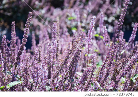 Yang Mei, Flower Season, Flower Flower, Taoyuan Yang Mei, Flower Season, Flower Flower, Taoyuan 78379743
