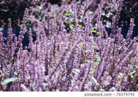 楊梅, 花季, 花花, 桃園 78379745