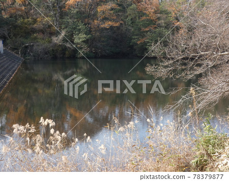 The water surface of the pond, which reflects the autumn leaves and the clear sky, Muroike Garden 78379877