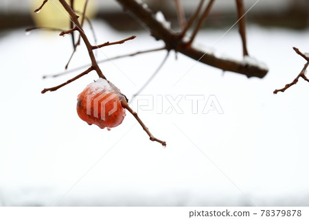 Persimmon with snow makeup Persimmon with snow makeup 78379878