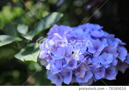 繡球 78380010