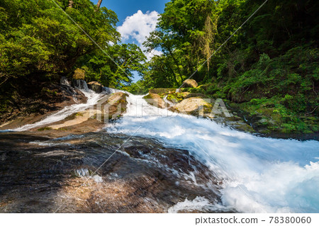 Beautiful scenery of Kikuchi Gorge when it was fresh green 78380060