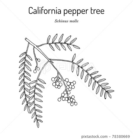 California pepper tree, or Peruvian peppertree Schinus molle 78380669