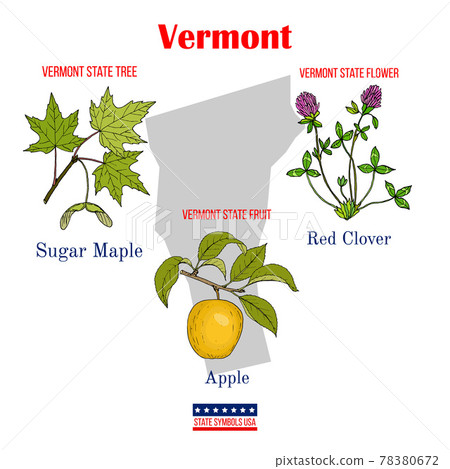 Vermont. Set of USA official state symbols 78380672