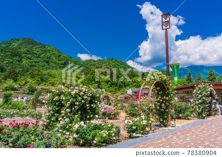 Yamanashi Prefecture) Fujikawa Craft Park Rose - Stock