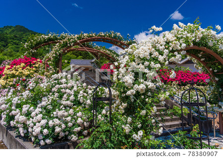 Yamanashi Prefecture) Fujikawa Craft Park Rose - Stock