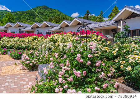 (山梨縣)藤川工藝公園玫瑰園(香園) (山梨縣)藤川工藝公園玫瑰園(香園) 78380914
