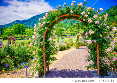 （山梨縣）藤川工藝公園玫瑰園（香園） 78380915
